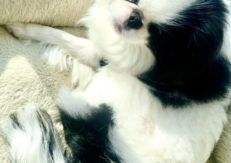 🐾 Привет из дома от Лулу — бывшей Джессики.