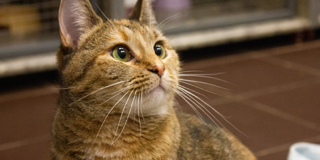 Возьми  друга из приюта ❤️🐾