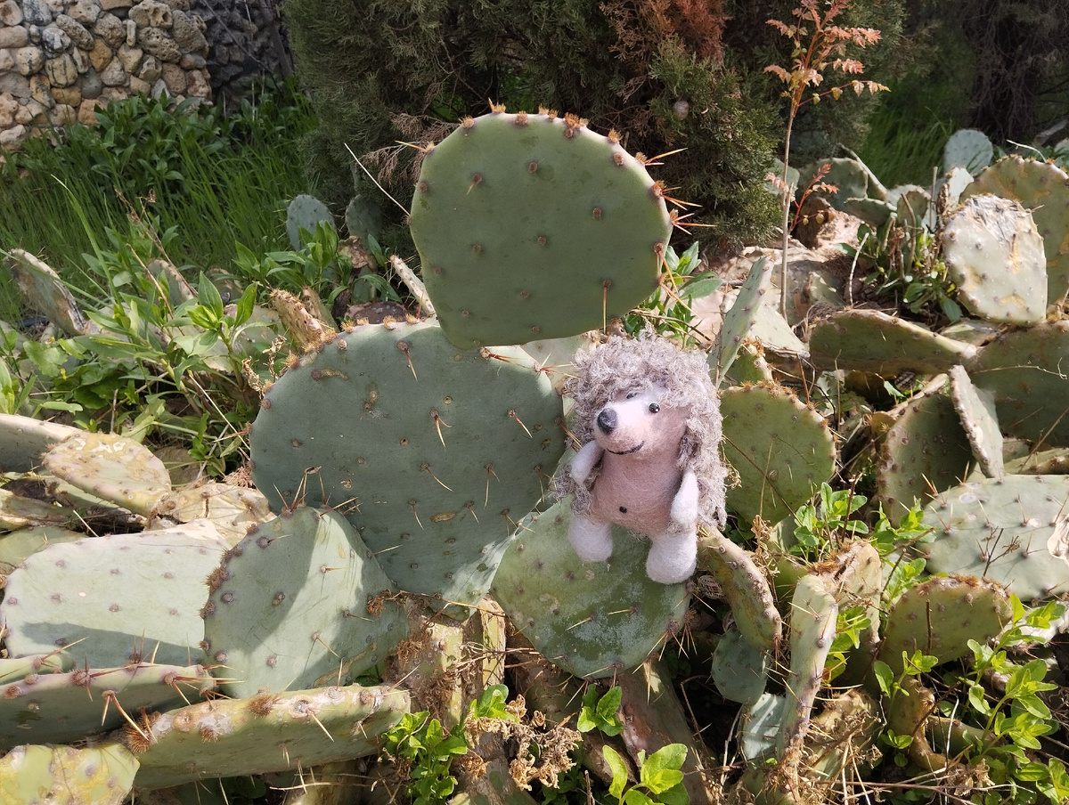 АФиноген в гостях у Кактуса. Какой ни есть, а всё ж родня))) ЗДЕСЬ и далее фото автора и(или) из личного архива автора, если не указано иначе.