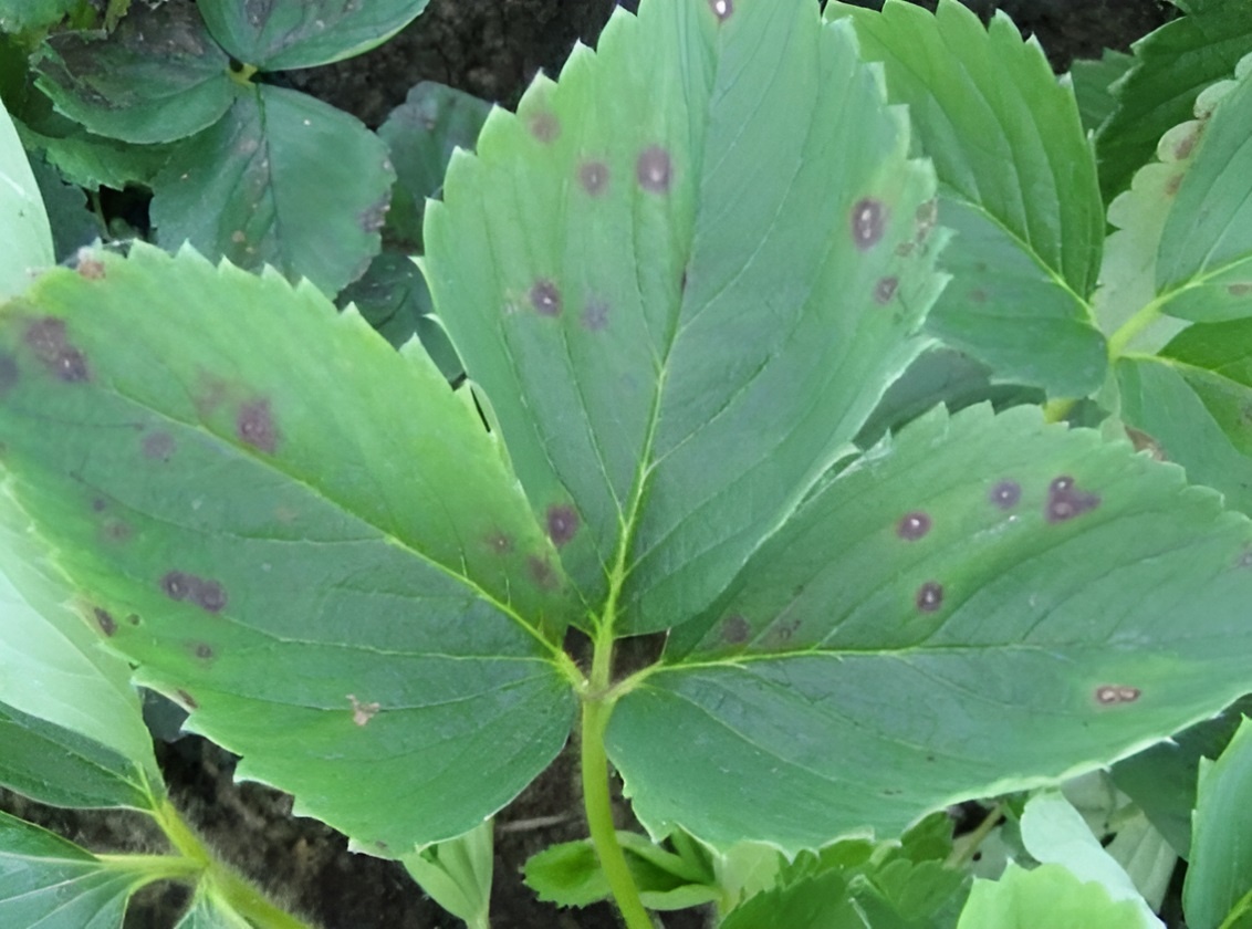 Как защитить клубнику от пятнистостей: важная обработка клубники от болезней весной. Бурая пятнистость