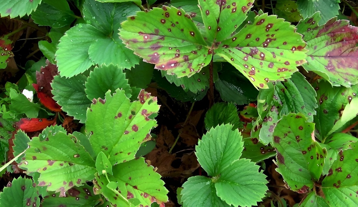 Как защитить клубнику от пятнистостей: важная обработка клубники от болезней весной. Бурая пятнистость