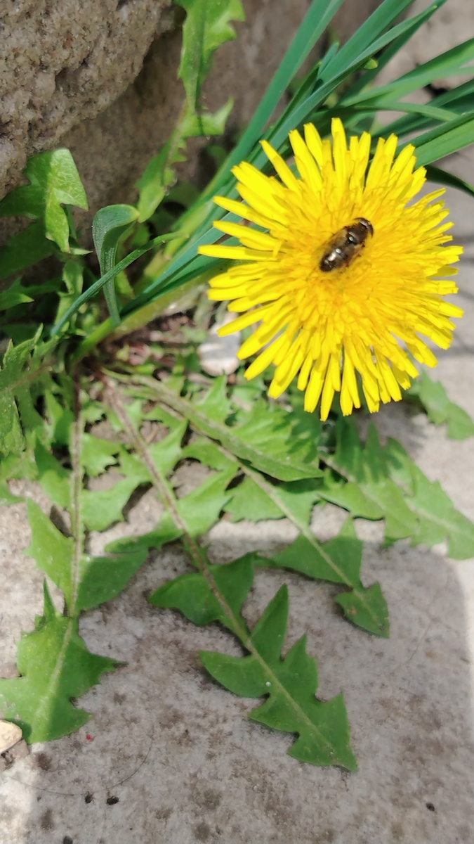 Уже пчёлка работает во всю 