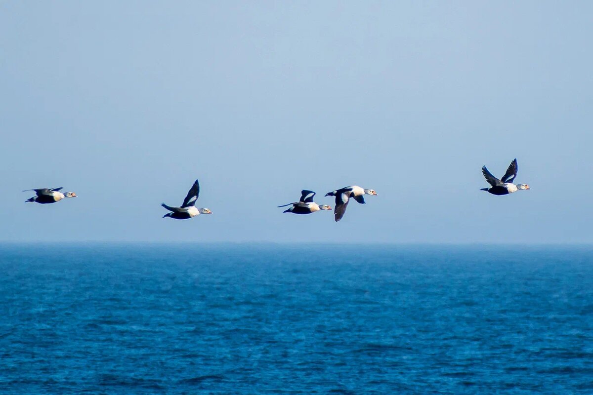 Миграция гаг-гребенушек