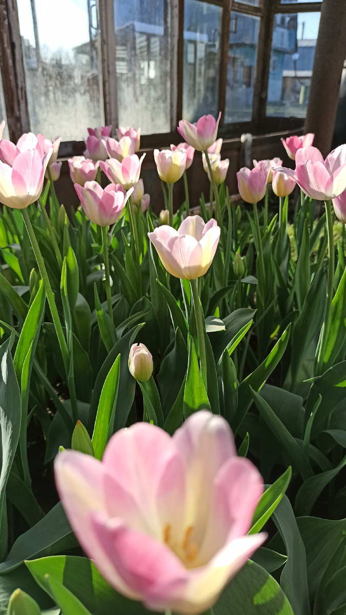 Тюльпаны в теплице