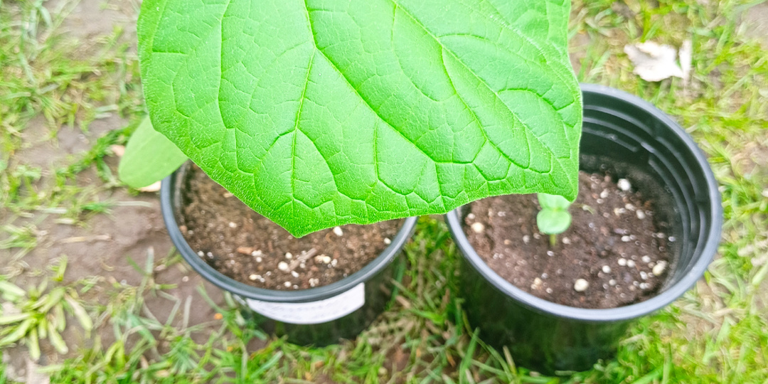 Как определить, что земля готова к посадке (без градусника)