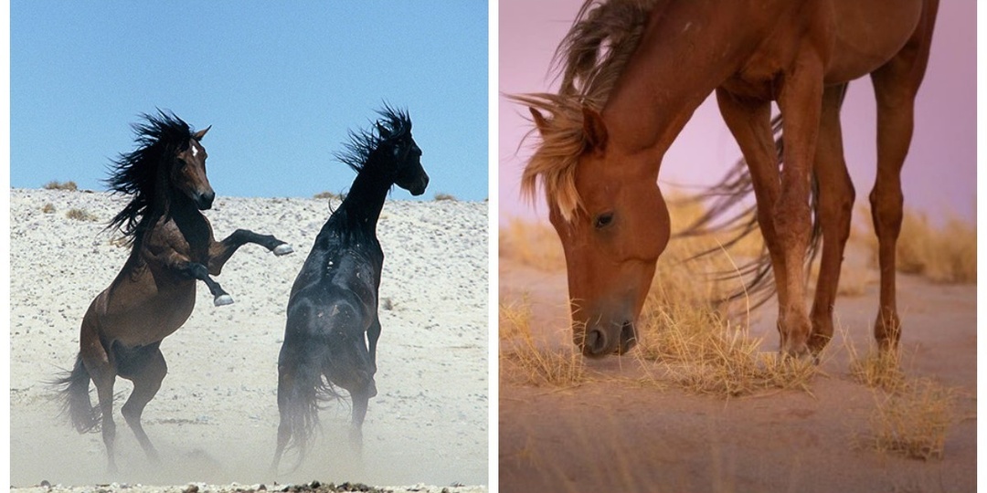 Тайна диких лордов Намиба