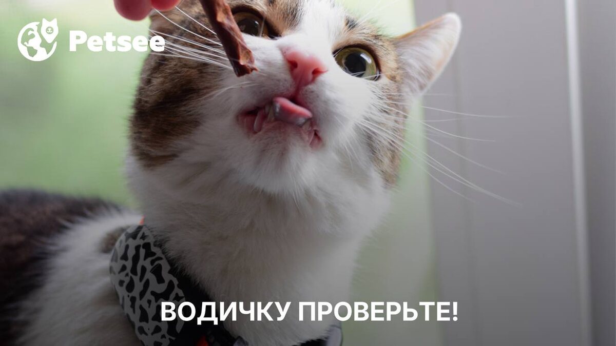 Кошка ест сухой корм и вы уверены, что всё делаете правильно?