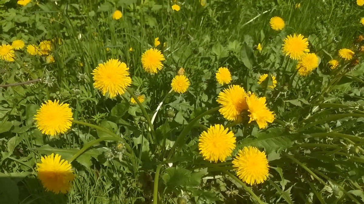 Одуванчик больше чем сорняк: Неприметный сорняк с удивительными свойствами —  помощник не только на дачном участке