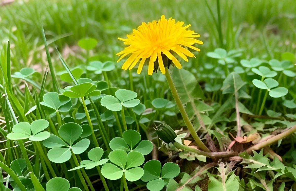 Одуванчик больше чем сорняк: Неприметный сорняк с удивительными свойствами —  помощник не только на дачном участке. Фото автора