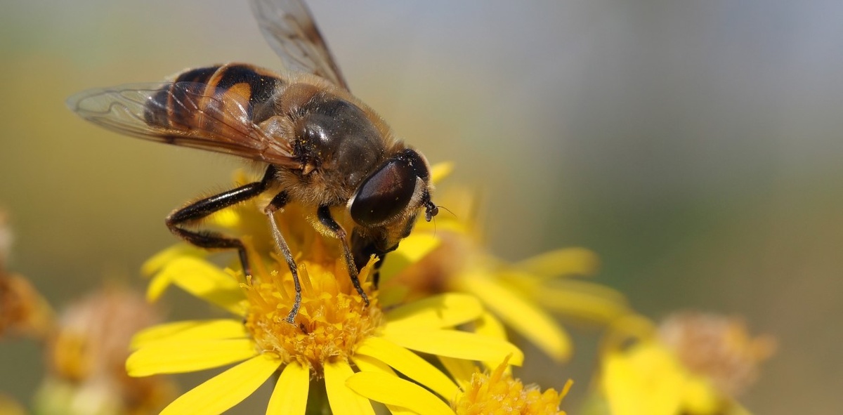 Муха-журчалка Eristalis tenax на цветке крестовника лугового
