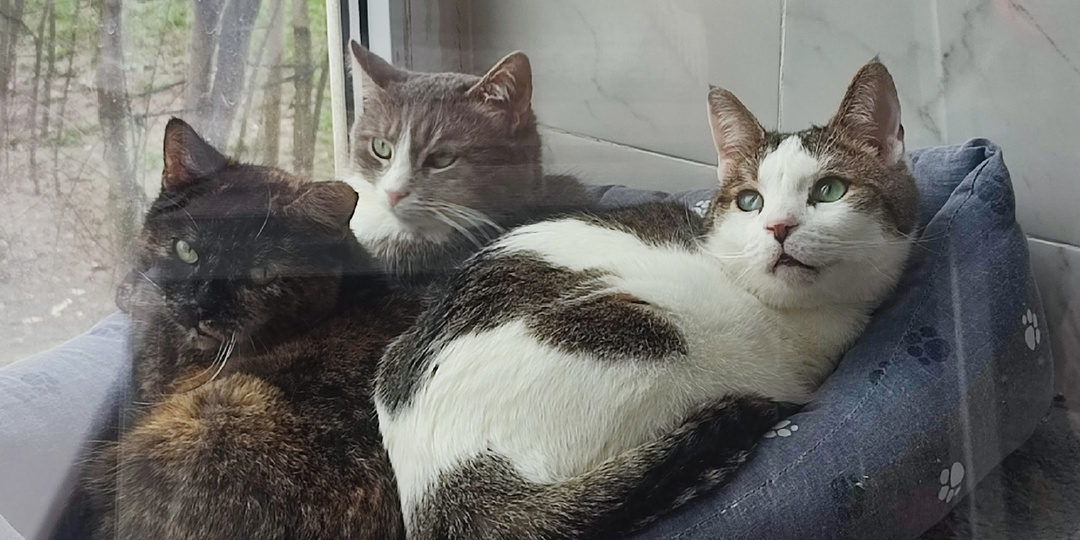 Добрых снов от котов 🐈 🐈‍⬛ 🌚 🌛