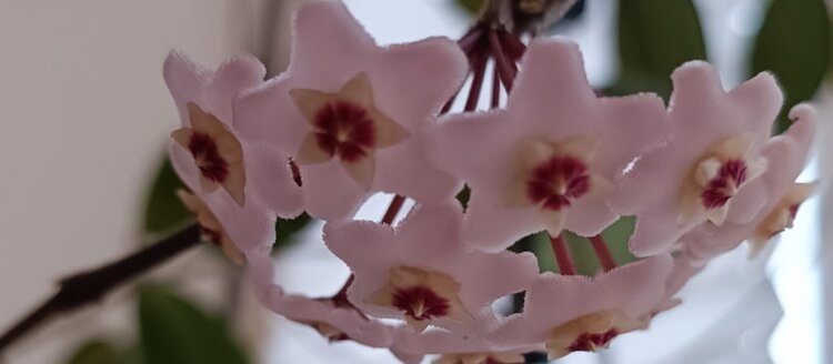 Хойя: как ухаживать, чтобы она зацвела