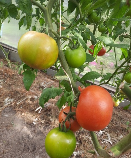 Семена томатов F2. Вы бы стали покупать их за деньги?