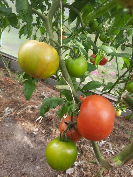 Берберана F2