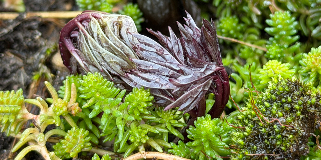 Легко пройти мимо, но жаль не заметить. Детали весеннего пробуждения в саду.