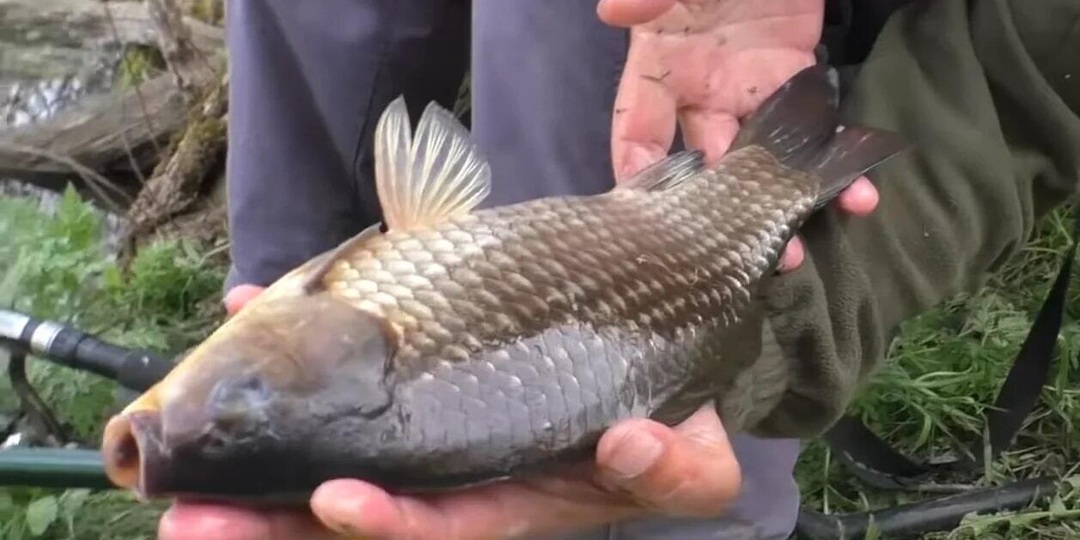 Делюсь 3 рецептами кукурузного теста, которое отлично ловит карася