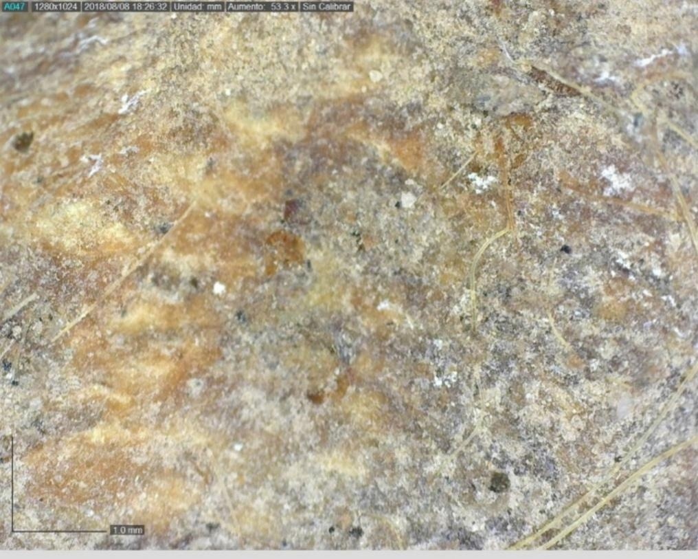 Микроскопическое изображение фрагмента мумифицированной кожи собаки. Видны редкие светлые волоски.