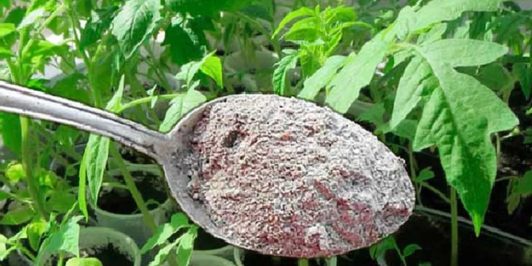 8-9 часов и рассада томатов здоровая: натуральное удобрение для помидоров