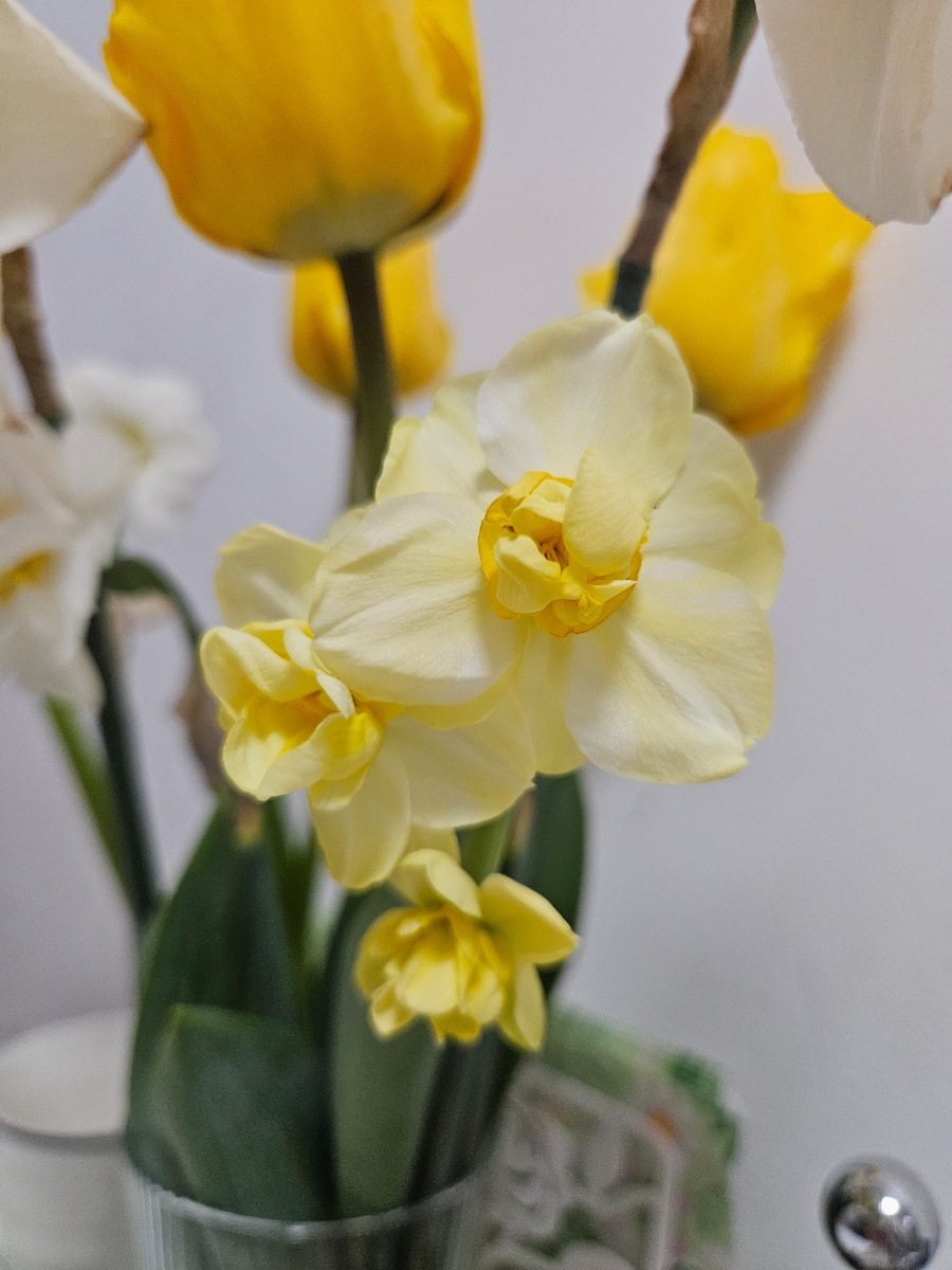 Нарцисс сорт "Желтая жизнерадостность"