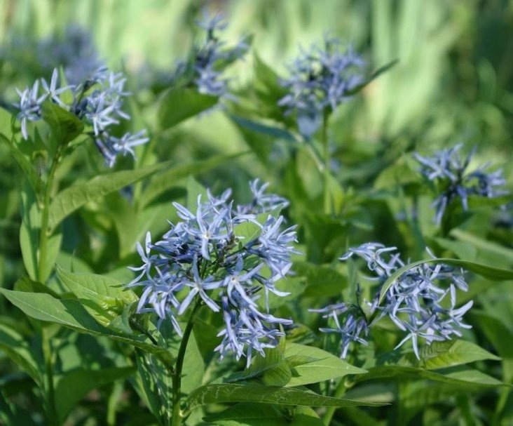 Фото: амсония табермонтана