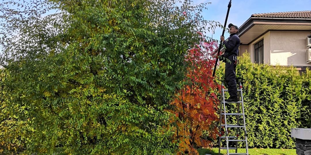 Гарантия в озеленении: почему 2 года в договоре ничего не значат. Нужна ли вам гарантия?