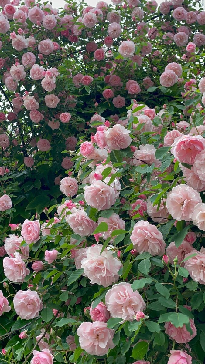 Ну красиво же цветет!