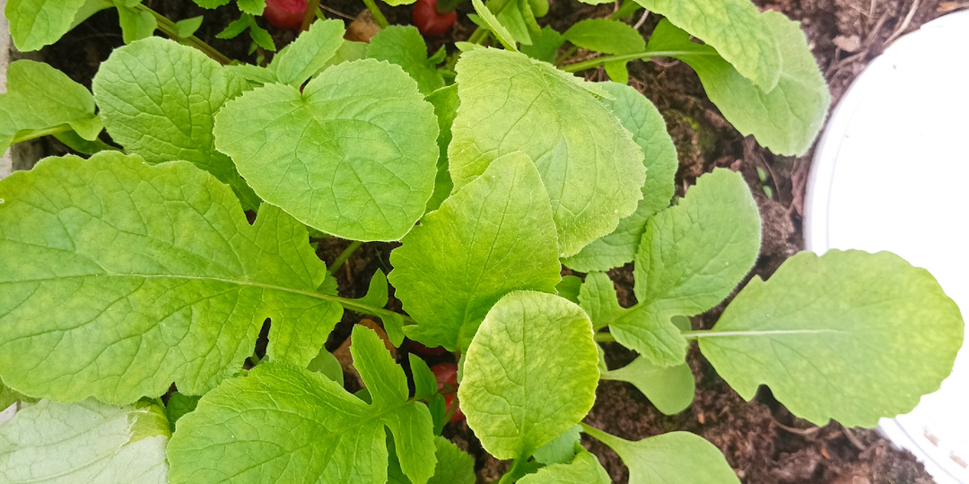 Первый весенний урожай: лук, редис и простые деревенские салаты