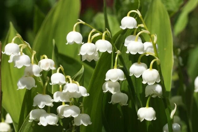    К чему снится ландыш?