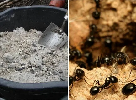 Война с муравьями: почему кипяток и зола работают лучше любой химии