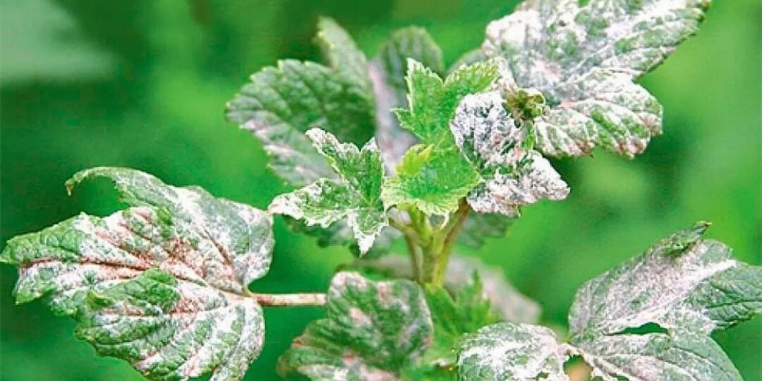 Как предотвратить мучнистую росу смородины, обработки конца апреля