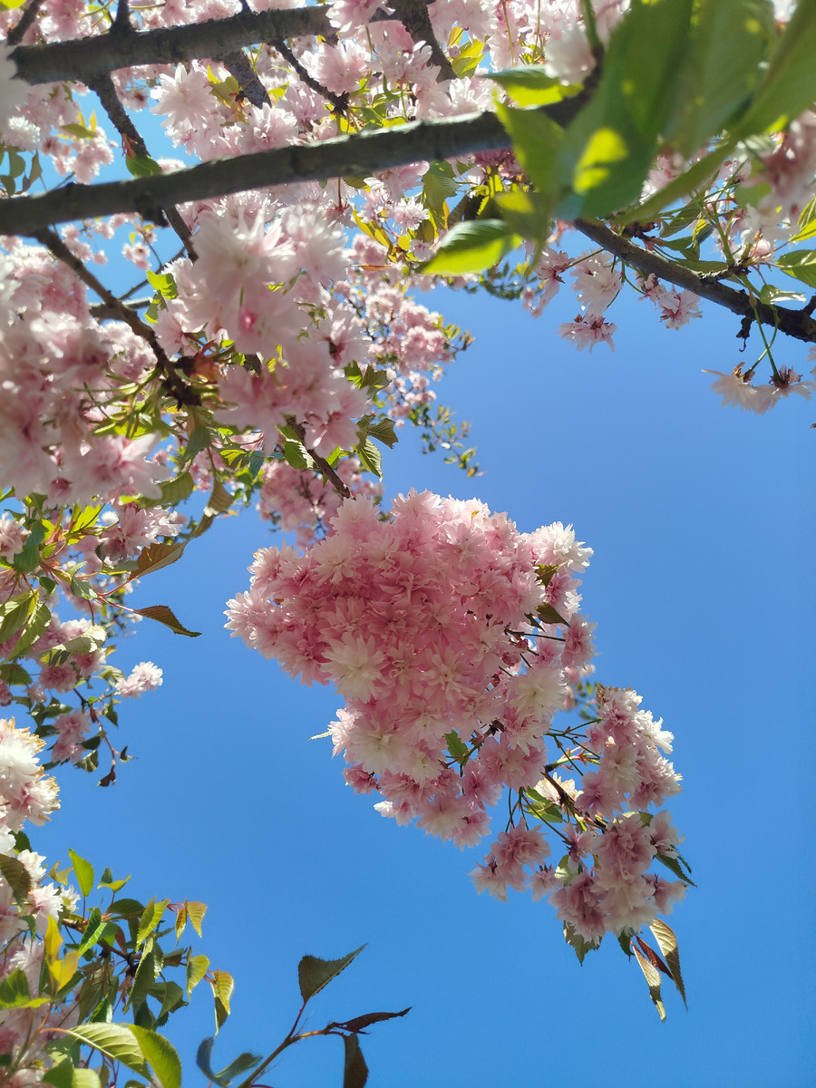 И это очень красиво, может это и есть счастье, просто лицезреть 