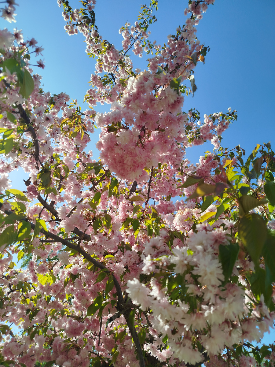 Весна в парке Мзиури