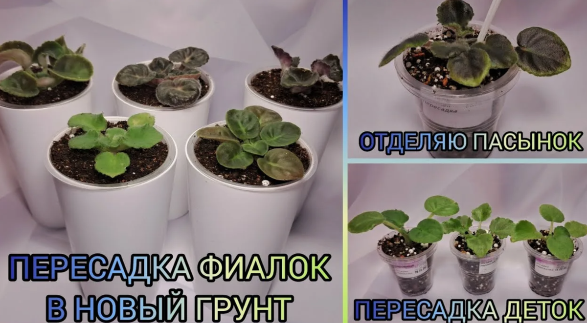 Пересадка фиалок