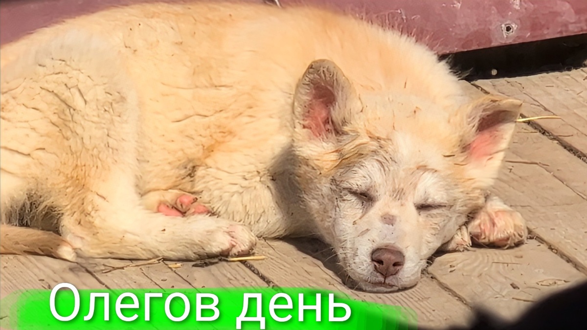 Маленький Лорд