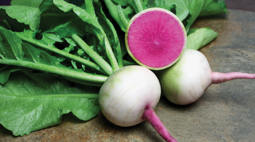 Посадка редьки в конце апреля: сорта для летнего потребления