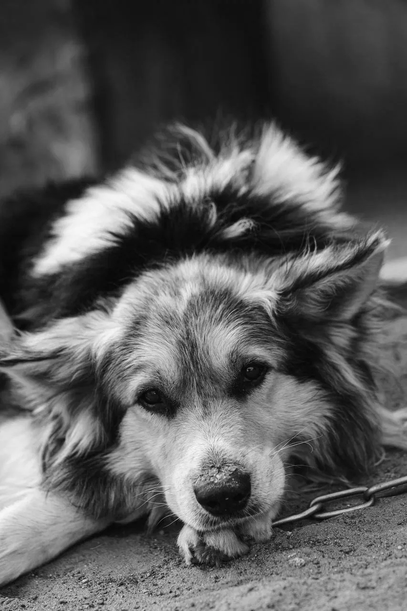 Его ЖИЗНЬ — это история о стойкости и безмерной доброте, которую он смог сохранить, несмотря на жестокость людей.