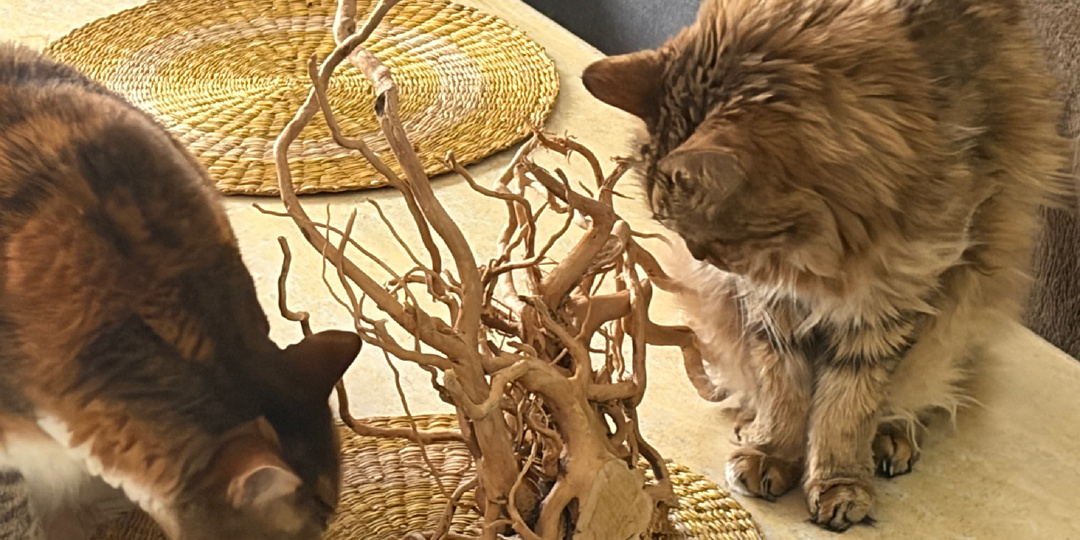 Аквариумный дзен: воскресенье без суеты