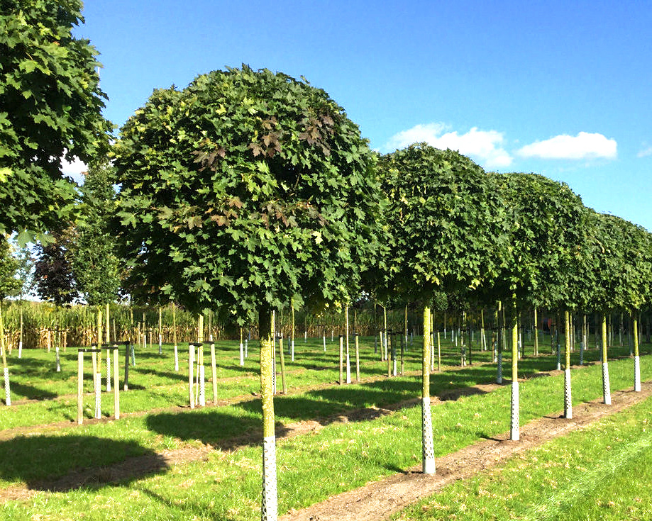 Клёны в питомнике "Донские деревья"