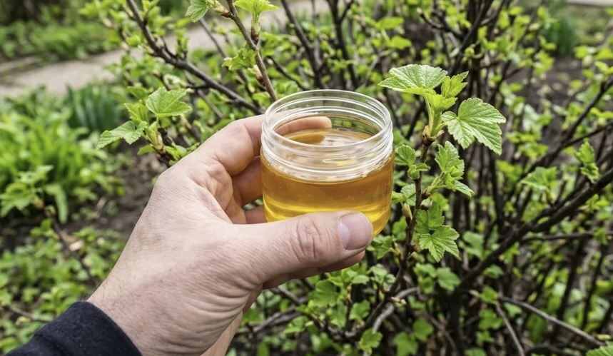 Чем опрыскать смородину весной от болезней и вредителей в апреле чтобы повысить урожай ягоды в 3 раза?