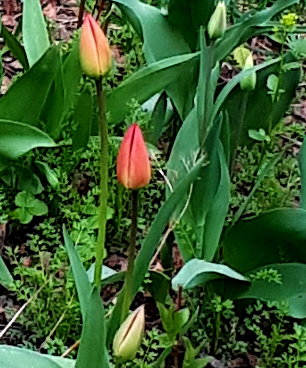 Фото автора 18.04.2026г.