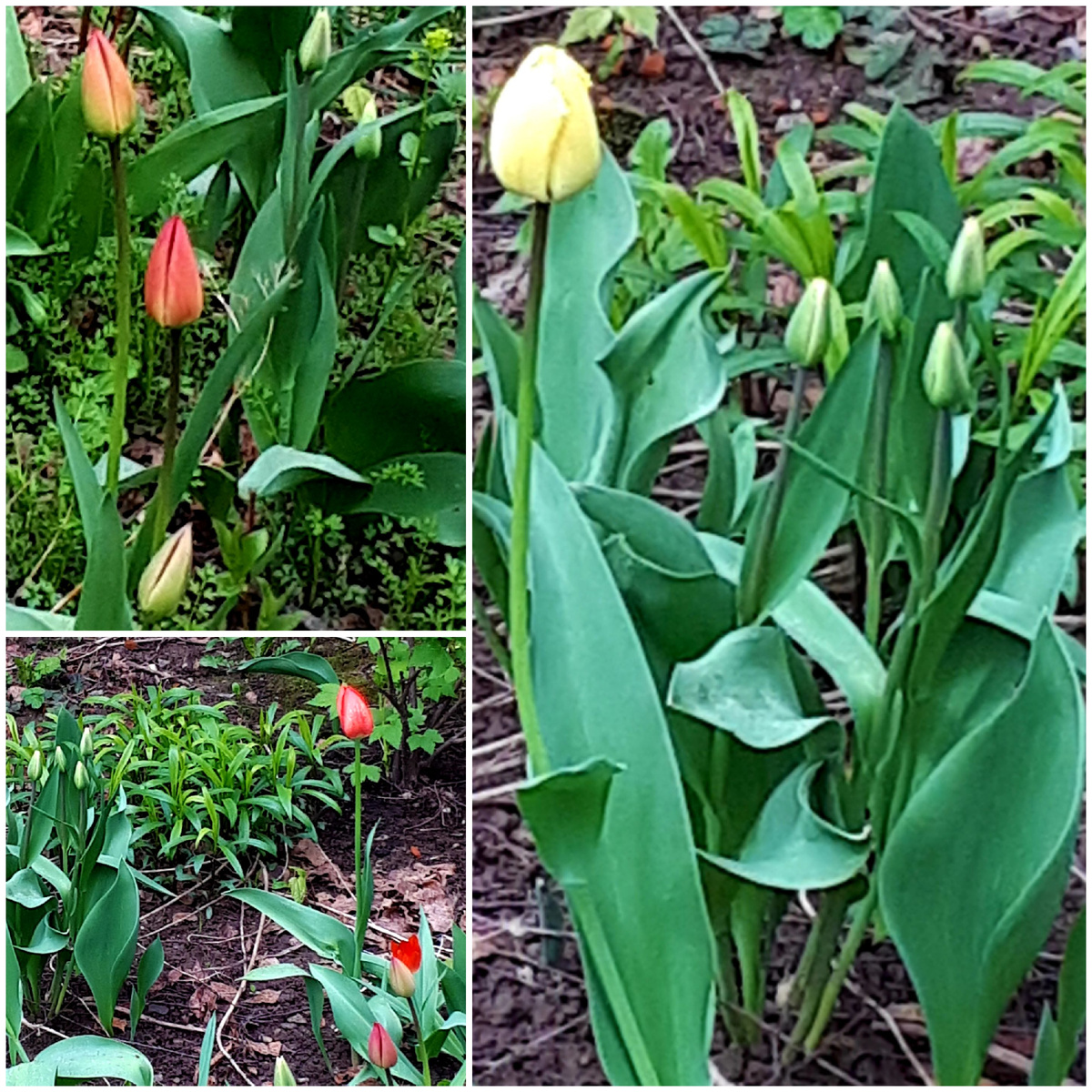 Коллаж автора 18.09.2026г.