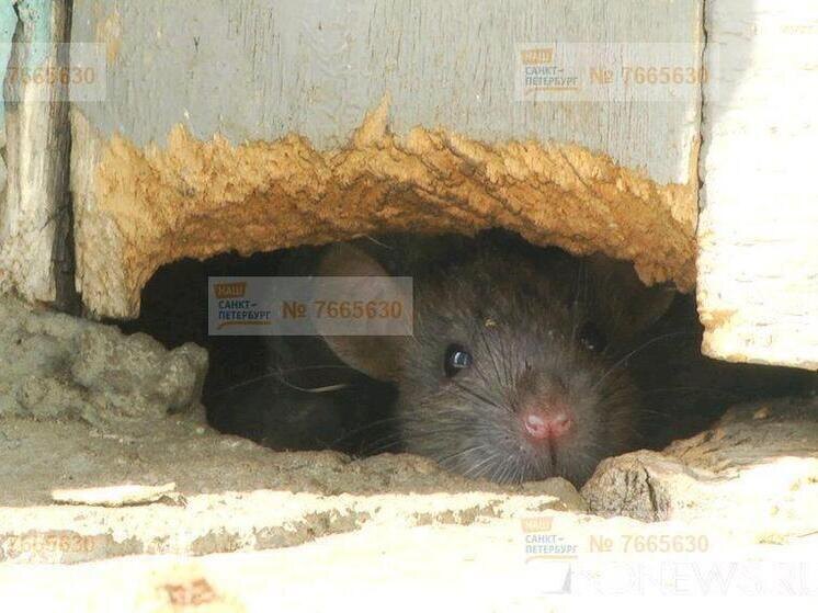     Люди требуют качественной дератизации. Фото: портал "Наш Санкт-Петербург"