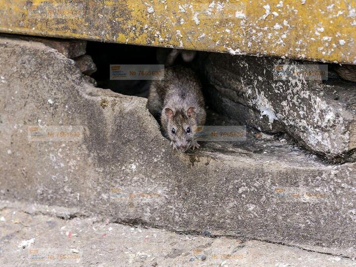     Фото: портал "Наш Санкт-Петербург"