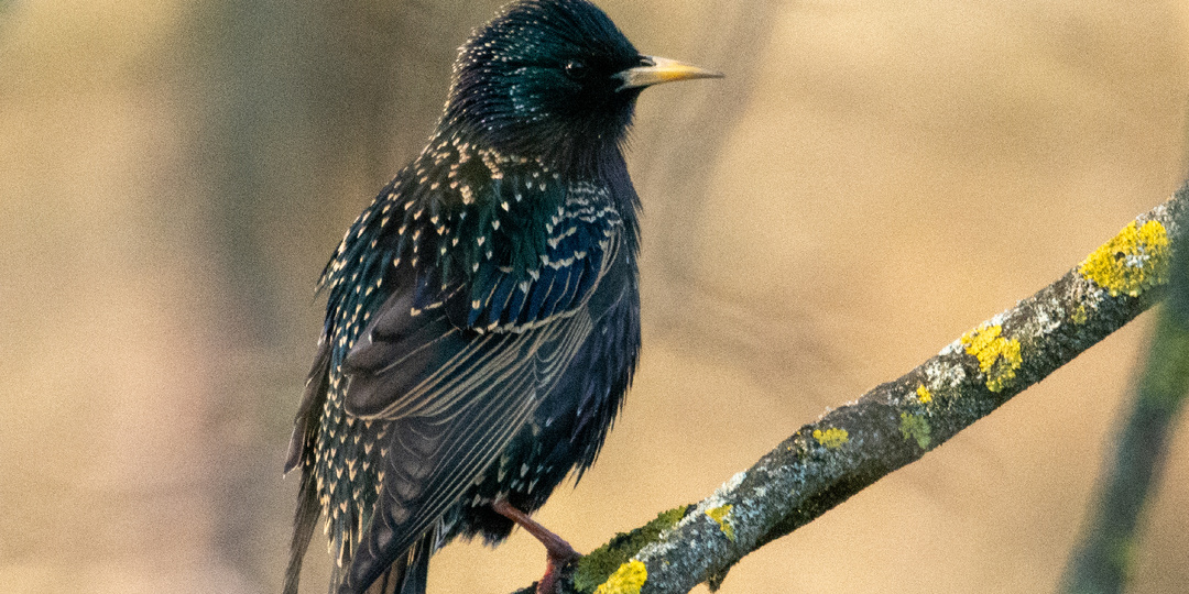 Пернатое царство