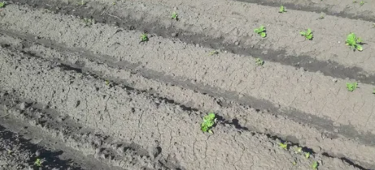 Чахлые всходы картофеля