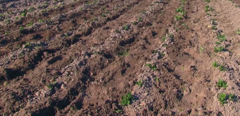 Рыхление и отлаженный полив - Первый шаг