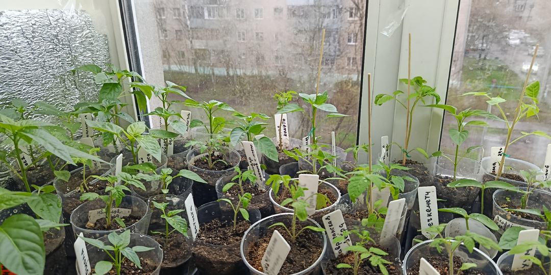 "ЧУДО" лампа для рассады