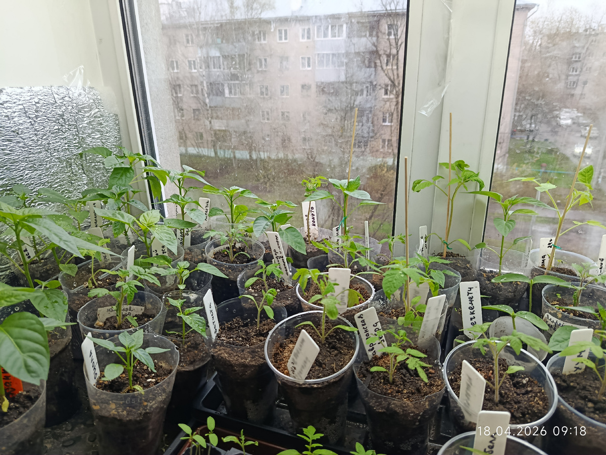 Томаты и перцы на улицу. Пасмурно очень, за окном +3 и дождь (вроде даже со снегом) 18 апреля 26 год