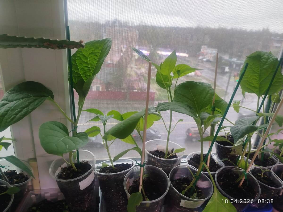 Её фото, тот же жуткий апрельский день со снегом