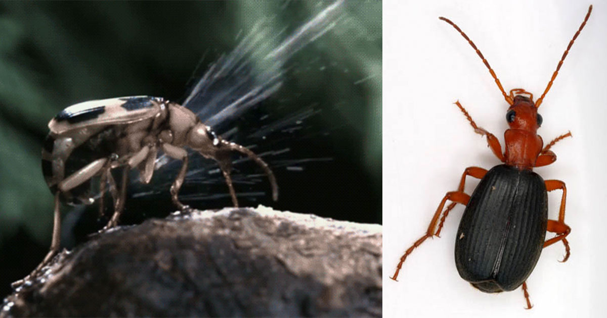 Patrick Coin / Wikipedia